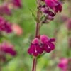 PENSTEMON 'Midnight' -Perennia Bloom Shop penstemon midnight 6160345