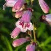 PENSTEMON 'Mother Of Pearl' 2 PENSTEMON 'Mother Of Pearl' -Perennia Bloom Shop penstemon mother of pearl 111645