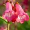 PENSTEMON 'Pennington Gem' 1 PENSTEMON 'Pennington Gem' -Perennia Bloom Shop penstemon pennington gem web