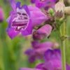 PENSTEMON (Pensham Series) 'Pensham Victoria Plum' 1 PENSTEMON (Pensham Series) 'Pensham Victoria Plum' -Perennia Bloom Shop penstemon pensham victoria plum 7020189 2