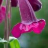 PENSTEMON 'Raven' -Perennia Bloom Shop penstemon raven 6150833