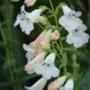 PENSTEMON 'White Bedder' 1 PENSTEMON 'White Bedder' -Perennia Bloom Shop penstemon white bedder 222781