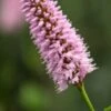 BISTORTA Officinalis 'Superba' -Perennia Bloom Shop persicaria bistorta superba 5170154