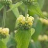 PHLOMIS Russeliana -Perennia Bloom Shop phlomis russeliana 1
