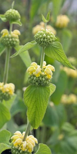 PHLOMIS Russeliana 3 PHLOMIS Russeliana
