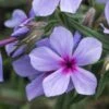 PHLOX Divaricata Subsp.laphamii 'Chattahoochee' -Perennia Bloom Shop phlox divaricata subsp 2
