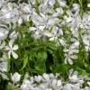 PHLOX Divaricata 'White Perfume' -Perennia Bloom Shop phlox divaricata white perfume 5141137