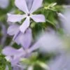 PHLOX Divaricata 'Clouds Of Perfume' -Perennia Bloom Shop phlox diviricata clouds of perfume 4210273
