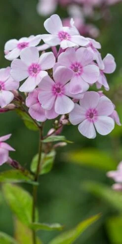 PHLOX Paniculata 'Monica Lynden-Bell' -Perennia Bloom Shop phlox paniculata monica lynden bell 8050077 2