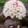 PHYSOCARPUS Opulifolius 'Lady In Red' PBR