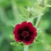 POTENTILLA Thurberi 'Monarch's Velvet' -Perennia Bloom Shop potentilla monarchs velvet web