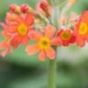 PRIMULA Bulleyana (Pf) -Perennia Bloom Shop primula bulleyana 050554