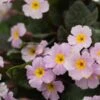 PRIMULA 'Guinevere' (Pr/Poly) -Perennia Bloom Shop primula guinevere 4131464