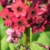 PRIMULA Japonica 'Miller's Crimson' (Pf) -Perennia Bloom Shop primula japonica miller s crimson 5090040