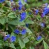 PULMONARIA 'Blue Ensign' -Perennia Bloom Shop pulmonaria blue ensign 4010728