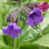 PULMONARIA 'Diana Clare' -Perennia Bloom Shop pulmonaria diana clare 2060474