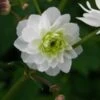 RANUNCULUS Aconitifolius 'Flore Pleno' 2 RANUNCULUS Aconitifolius 'Flore Pleno' -Perennia Bloom Shop ranunculus aconitifolius flore pleno 2351
