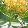 RHODIOLA Rosea 2 RHODIOLA Rosea -Perennia Bloom Shop rhodiola rosea 4232084