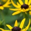 RUDBECKIA 'Little Goldstar' PBR -Perennia Bloom Shop rudbeckia little goldstar 8090129