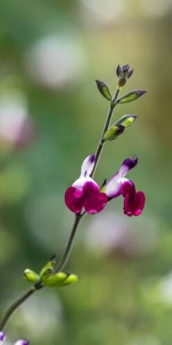 SALVIA 'Amethyst Lips' PBR -Perennia Bloom Shop salvia amethyst lips web 8021109