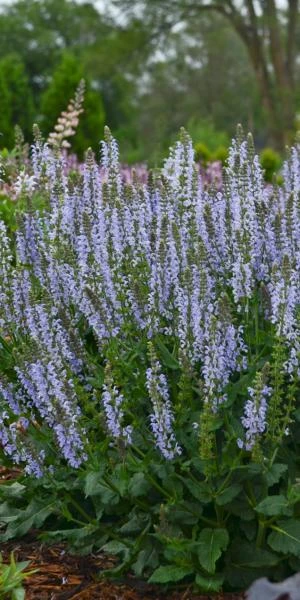 SALVIA Sylvestris 'Crystal Blue' PBR (Color Spires Series) 3 SALVIA Sylvestris 'Crystal Blue' PBR (Color Spires Series)
