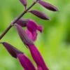 SALVIA 'Love And Wishes' -Perennia Bloom Shop salvia love and wishes 7280466