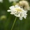 SCABIOSA Columbaria Ssp. Ochroleuca -Perennia Bloom Shop scabiosa columbaria susp 2