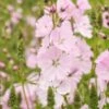 SIDALCEA 'Elsie Heugh' -Perennia Bloom Shop sidalcea elsie heugh 7140054 2