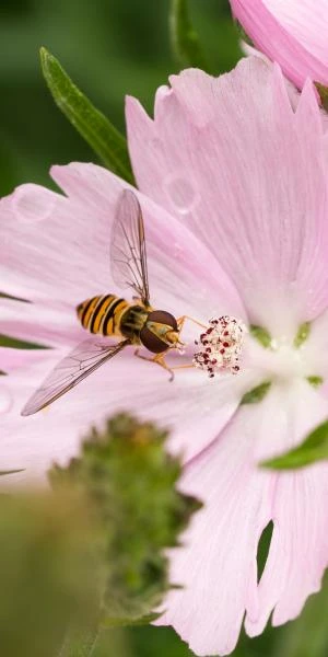 SIDALCEA 'Elsie Heugh' 4 SIDALCEA 'Elsie Heugh' - Image 2