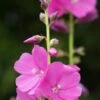 SIDALCEA 'Rose Queen' 2 SIDALCEA 'Rose Queen' -Perennia Bloom Shop sidalcea rose queen 290233 3