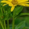 SILPHIUM Perfoliatum 'J. S. Maya' -Perennia Bloom Shop silphium perfoliatum j 3
