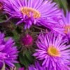SYMPHYOTRICHUM Novae-belgii 'Purple Dome' -Perennia Bloom Shop symphyotrichum novae angliae purple dome 200326