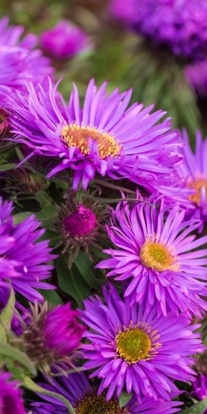 SYMPHYOTRICHUM Novae-belgii 'Purple Dome' 3 SYMPHYOTRICHUM Novae-belgii 'Purple Dome'