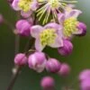 THALICTRUM 'Elin'