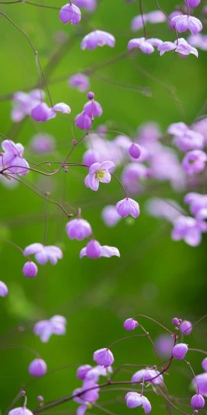 THALICTRUM 'Splendide' 3 THALICTRUM 'Splendide'