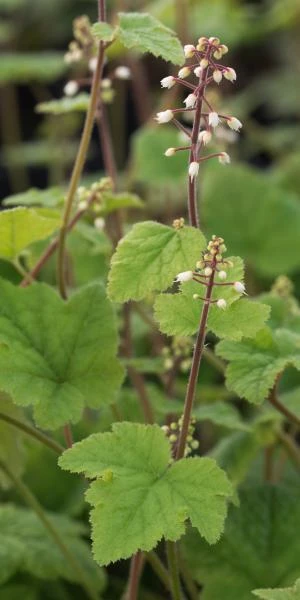 TIARELLA Polyphylla 'Filigran' 3 TIARELLA Polyphylla 'Filigran'