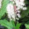 TIARELLA 'Pink Skyrocket' PBR 2 TIARELLA 'Pink Skyrocket' PBR -Perennia Bloom Shop tiarella pink skyrocket