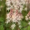 TIARELLA 'Spring Symphony' PBR 2 TIARELLA 'Spring Symphony' PBR -Perennia Bloom Shop tiarella spring symphony 4200206