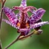 TRICYRTIS Formosana Stolonifera Group 1 TRICYRTIS Formosana Stolonifera Group -Perennia Bloom Shop tricyrtis formosana stolonifera group 3