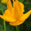 TROLLIUS 'Dancing Flame' -Perennia Bloom Shop trollius dancing flame 5240465