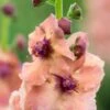 VERBASCUM (Cotswold Group) 'Cotswold Beauty' -Perennia Bloom Shop verbascum cotswold beauty 6011033