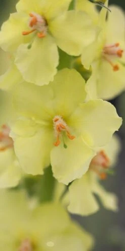 VERBASCUM (Cotswold Group) 'Gainsborough' -Perennia Bloom Shop verbascum cotswold group gainsborough 4