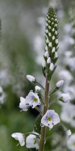 VERONICA Gentianoides 'Tissington White' -Perennia Bloom Shop veronica tissington white 5150018
