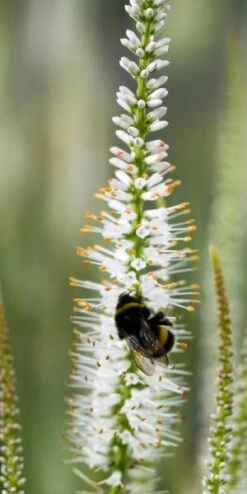 Perennia Bloom Shop 14 Perennia Bloom Shop -Perennia Bloom Shop veronicastrum virginicum album 7290247 2