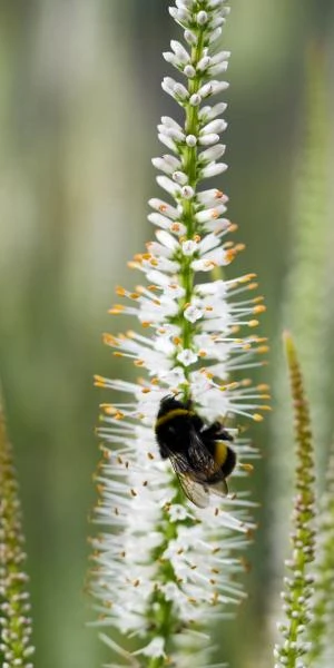 VERONICASTRUM Virginicum 'Album' 4 VERONICASTRUM Virginicum 'Album' - Image 2