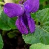 VIOLA 'Baronne Alice De Rothschild' (Vt) -Perennia Bloom Shop viola baronne alice de rothschild vt 2070562