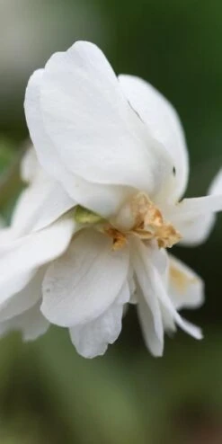 VIOLA 'Conte Di Brazza' (dPvt)