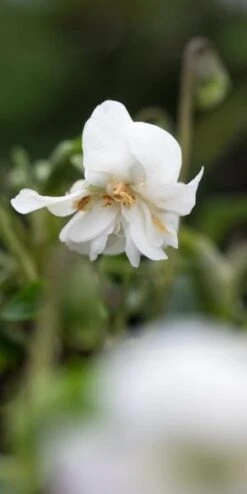 Perennia Bloom Shop 10 Perennia Bloom Shop -Perennia Bloom Shop viola conti di brazza 2200982