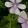 VIOLA Cornuta 'Victoria's Blush' (C) -Perennia Bloom Shop viola cornuta victoria s blush 5180998